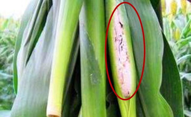 高粱地里的荞麦,高粱地里稻花香