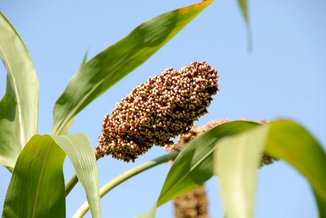 高粱地里的荞麦,高粱地里稻花香