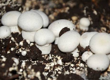 适合农村小型养殖的致富项目,适合农民的致富项目