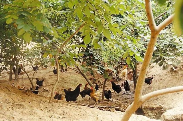 适合农村小型养殖的致富项目,适合农民的致富项目