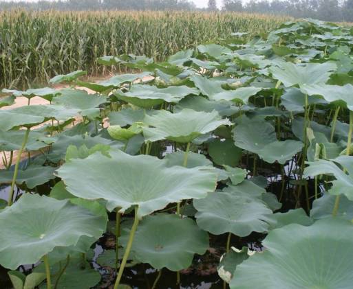 适合农村小型养殖的致富项目,适合农民的致富项目