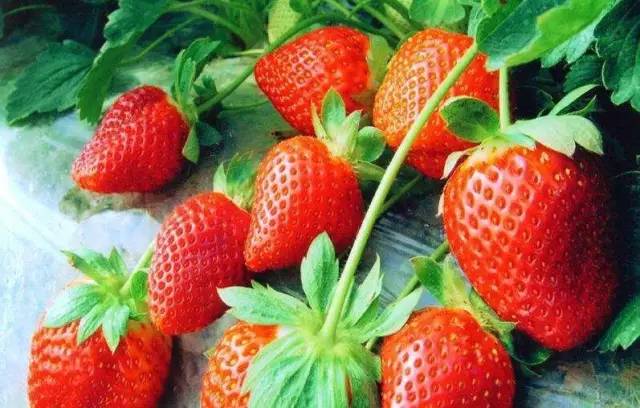 适合农村小型养殖的致富项目,适合农民的致富项目