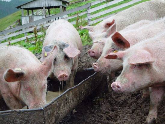 适合农村小型养殖的致富项目,适合农民的致富项目