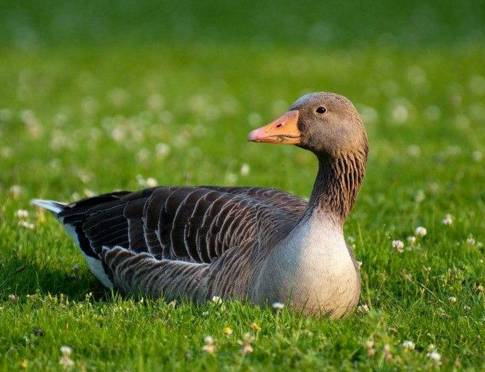 适合农村小型养殖的致富项目,适合农民的致富项目
