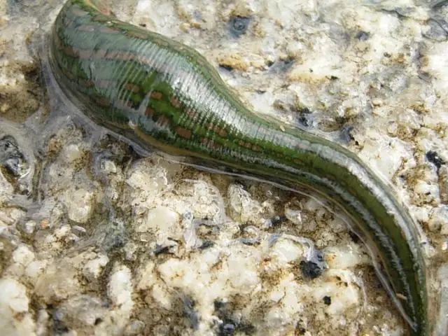 适合农村小型养殖的致富项目,适合农民的致富项目