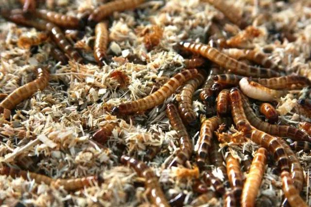 适合农村小型养殖的致富项目,适合农民的致富项目