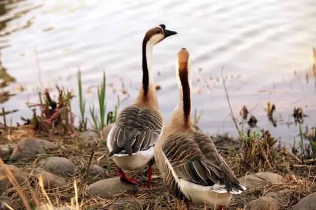 适合农村小型养殖的致富项目,适合农民的致富项目