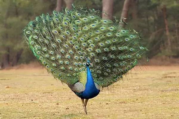 适合农村小型养殖的致富项目,适合农民的致富项目