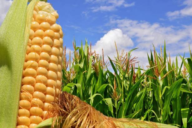 适合农村小型养殖的致富项目,适合农民的致富项目