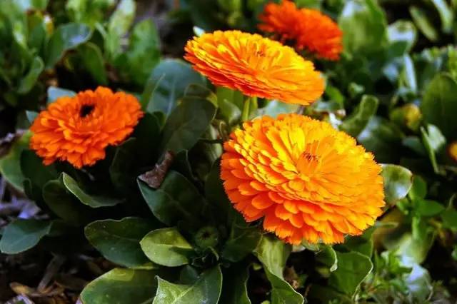 适合农村小型养殖的致富项目,适合农民的致富项目