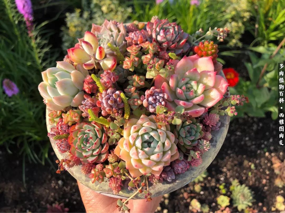 美国多肉,多肉西雅图