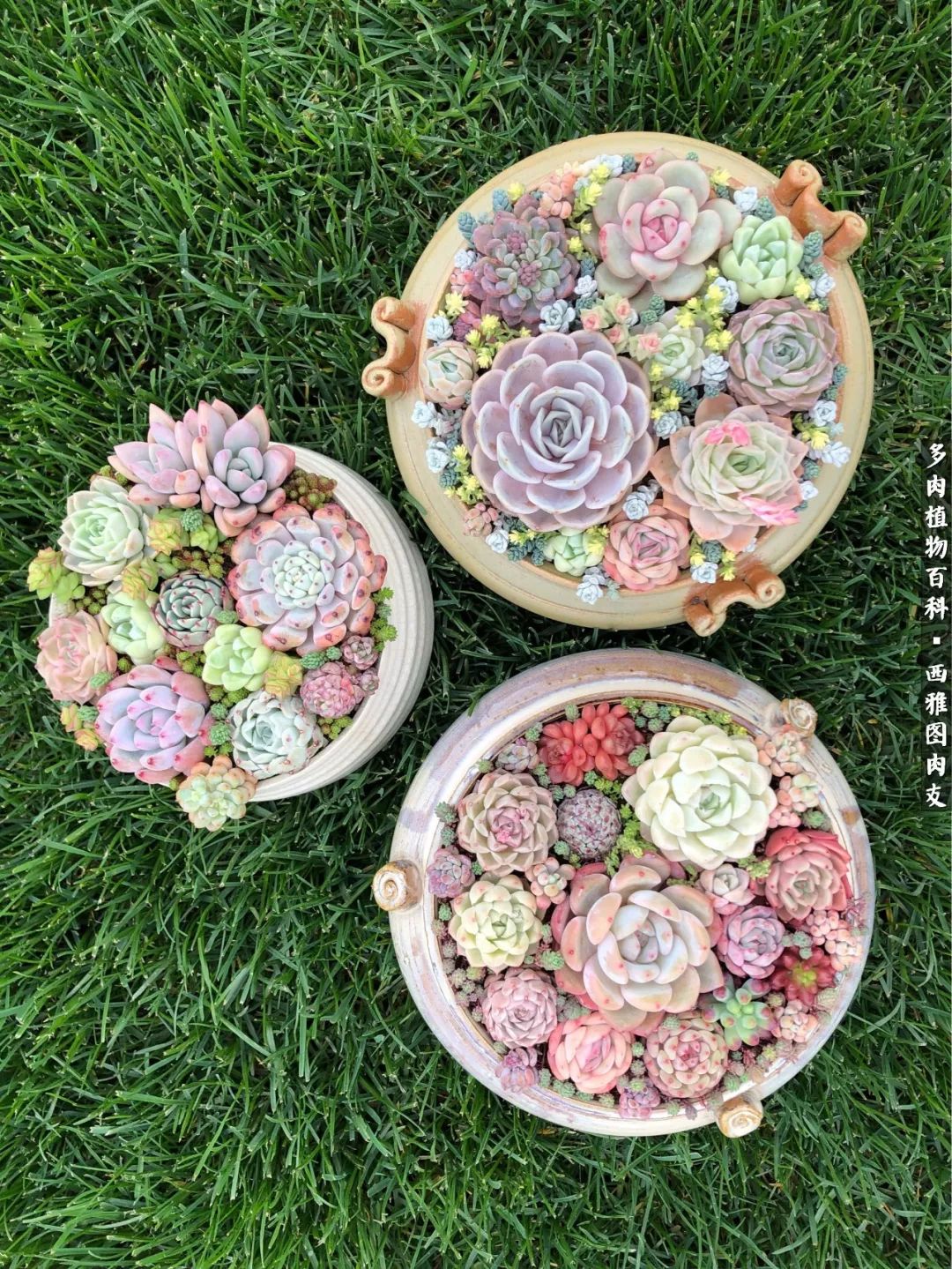 美国多肉,多肉西雅图