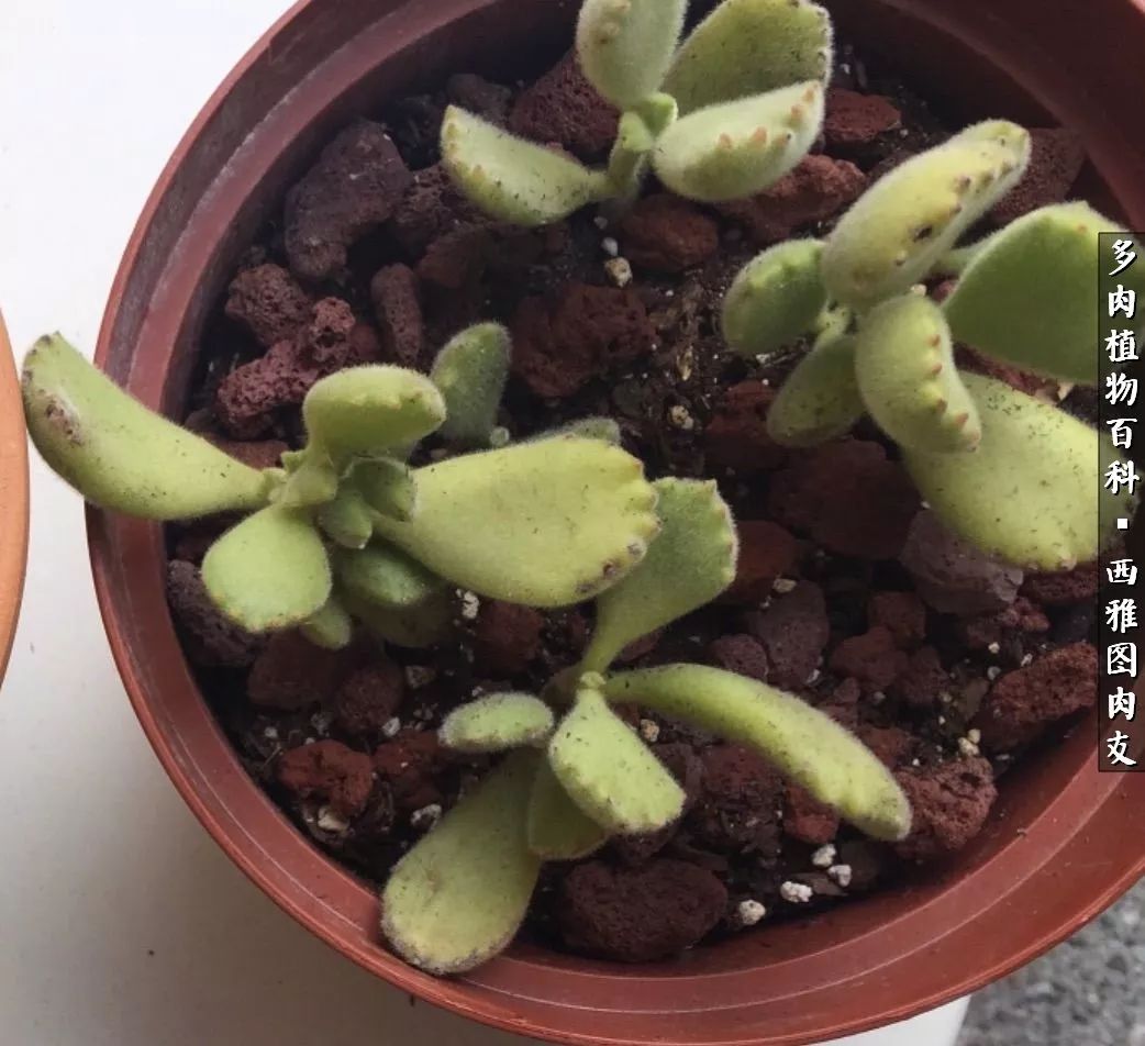 美国多肉,多肉西雅图