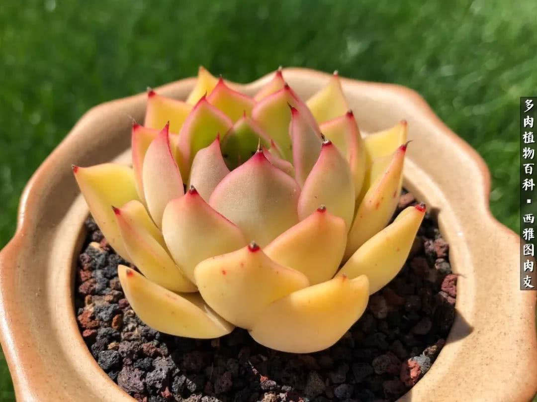 美国多肉,多肉西雅图