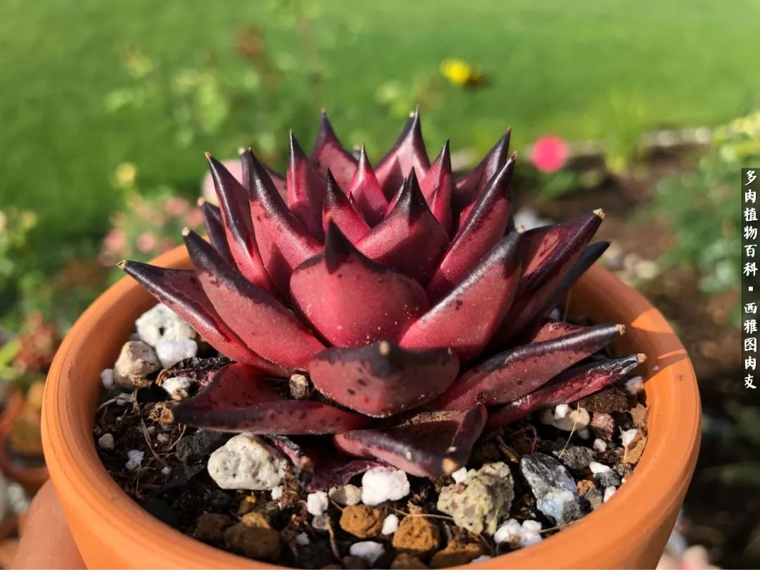 美国多肉,多肉西雅图