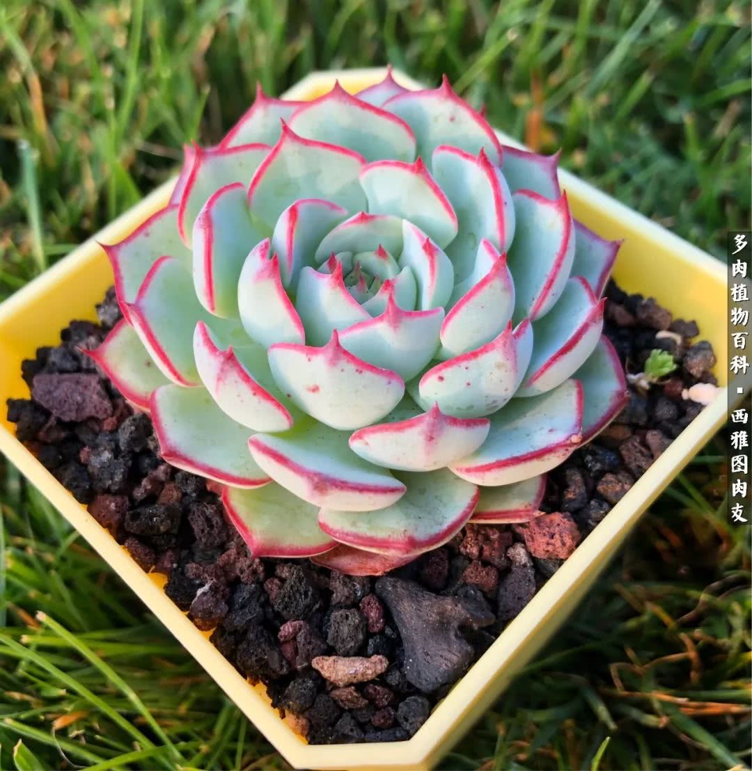 美国多肉,多肉西雅图