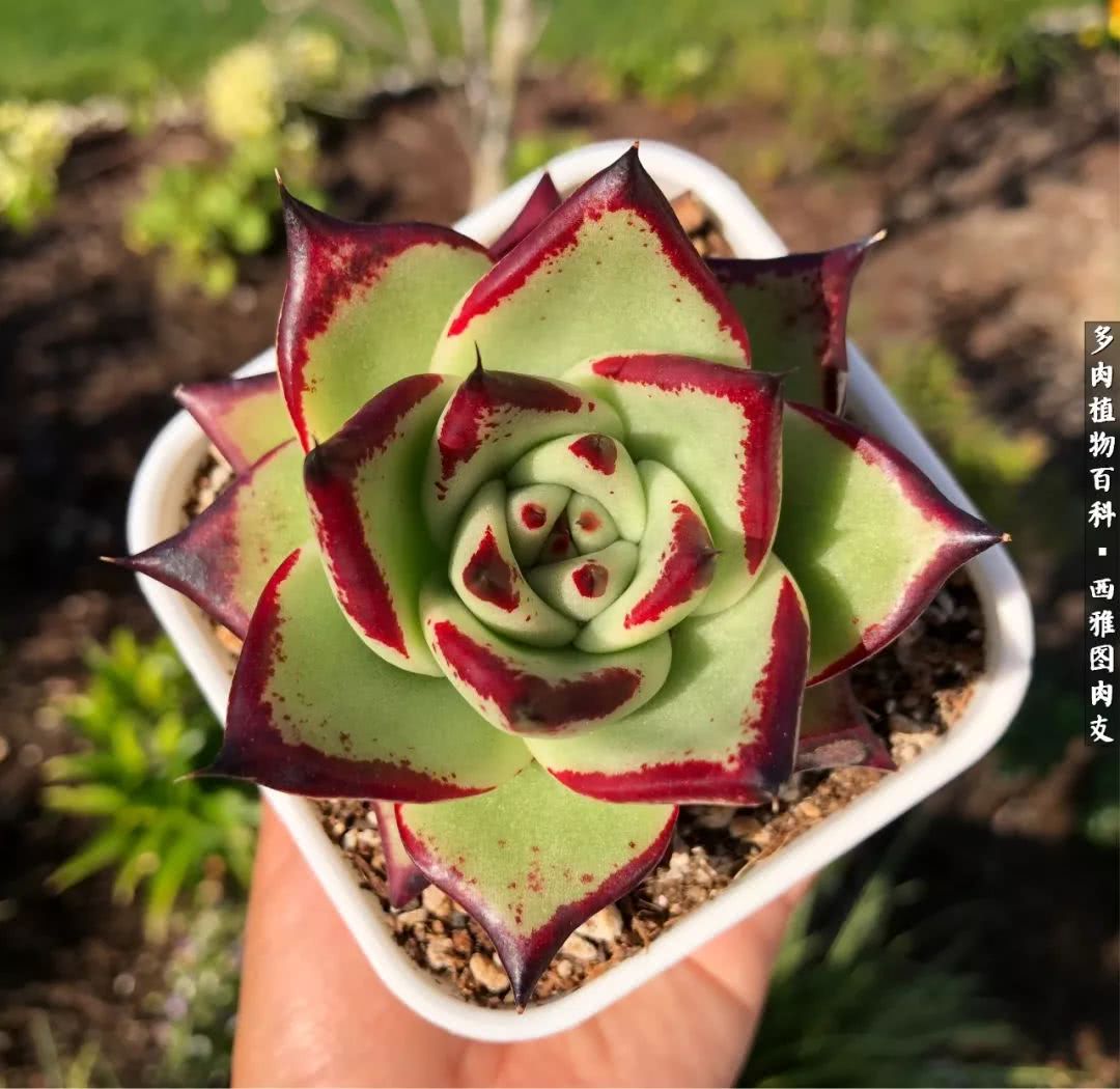 美国多肉,多肉西雅图