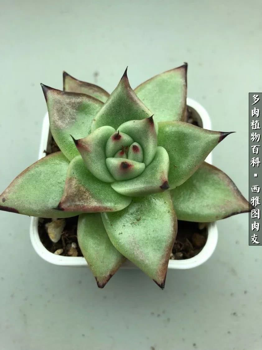 美国多肉,多肉西雅图