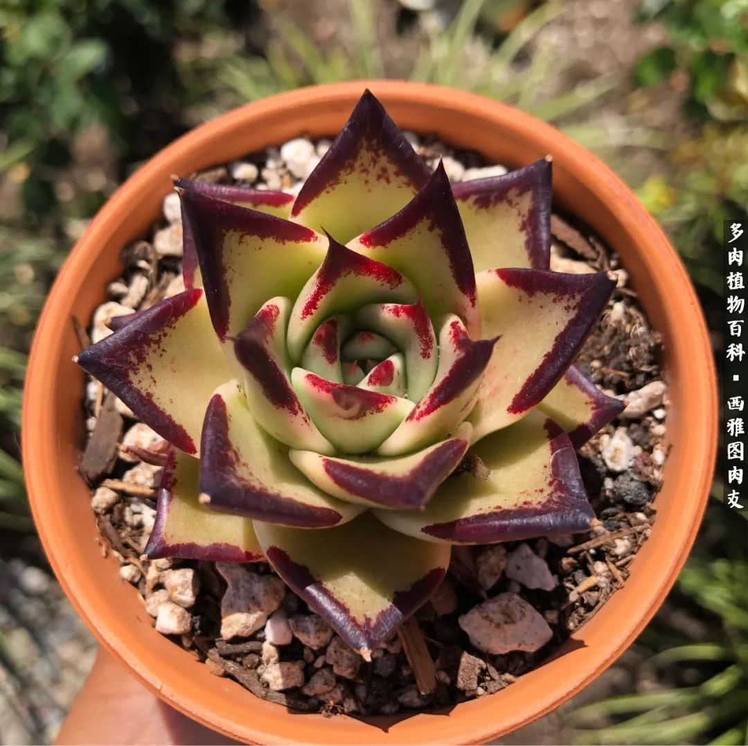 美国多肉,多肉西雅图