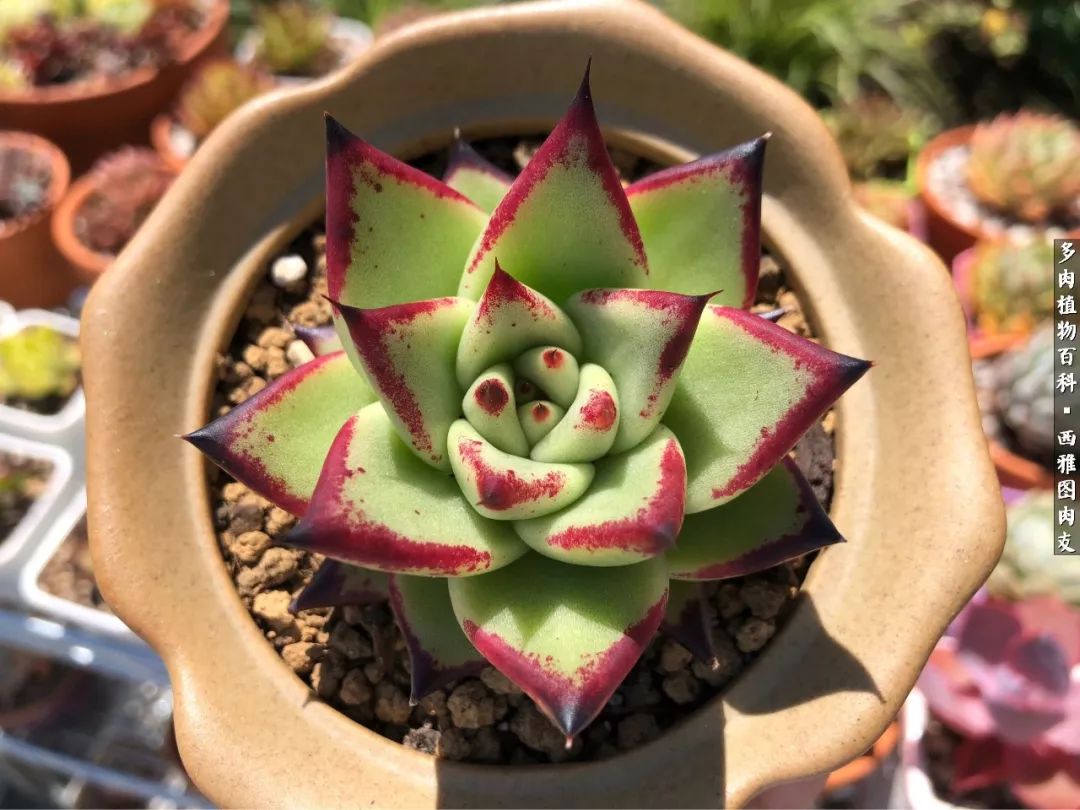 美国多肉,多肉西雅图