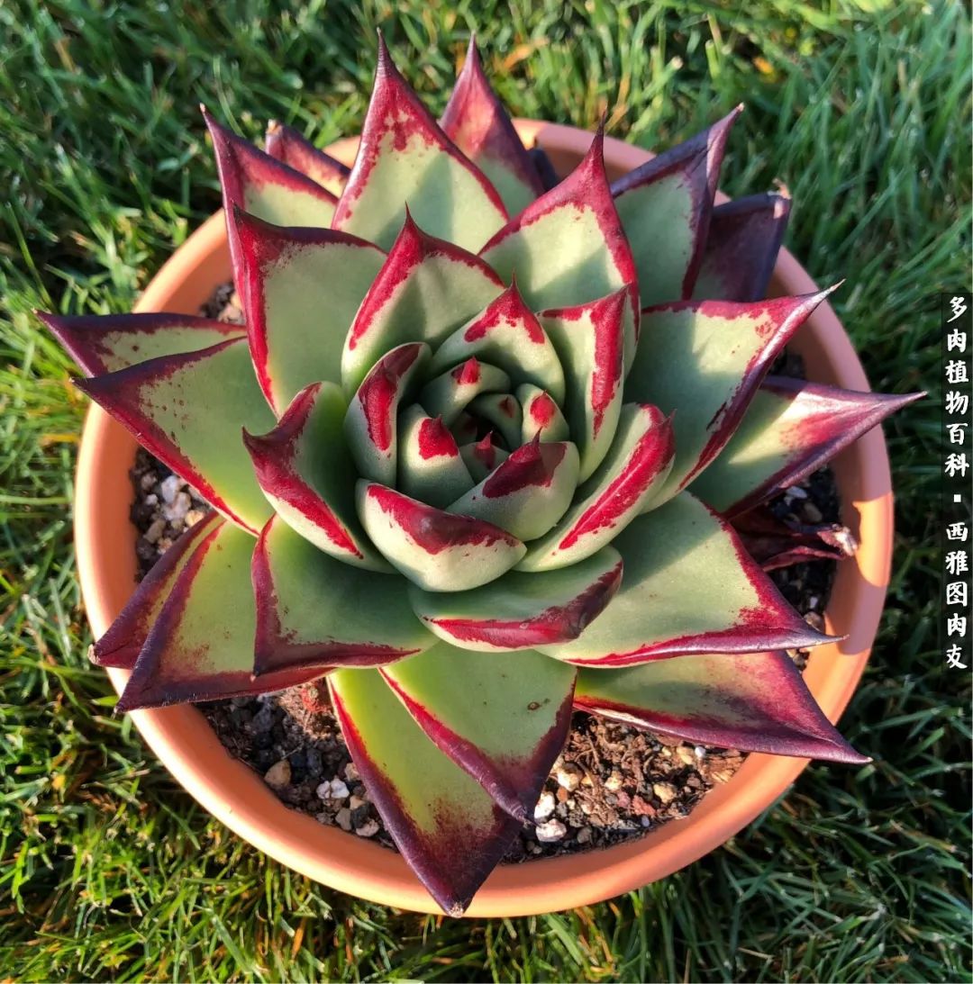 美国多肉,多肉西雅图