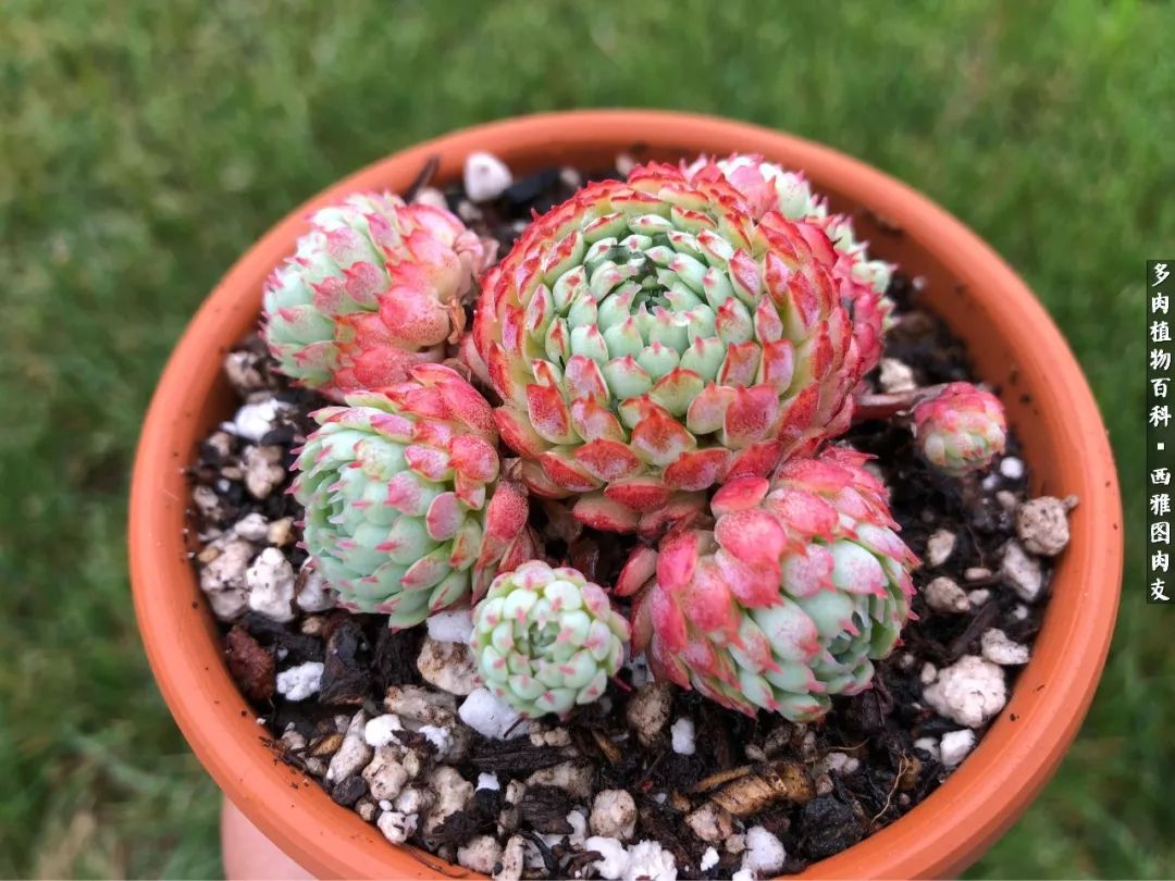 美国多肉,多肉西雅图