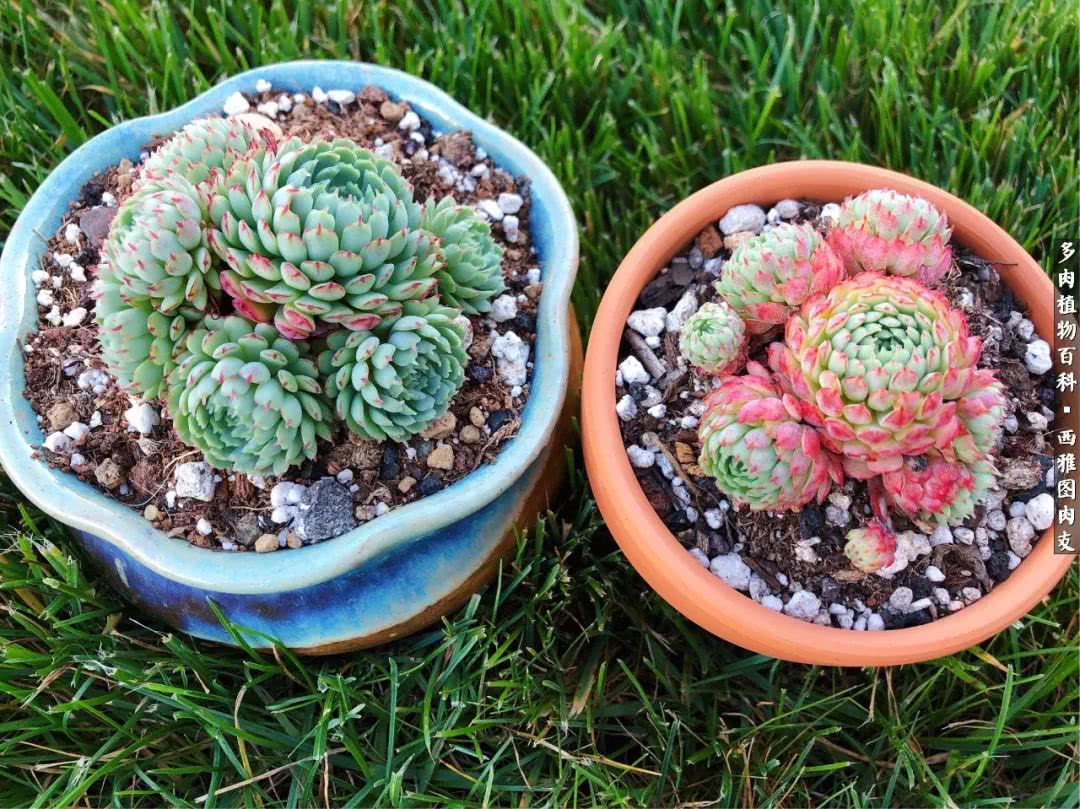 美国多肉,多肉西雅图