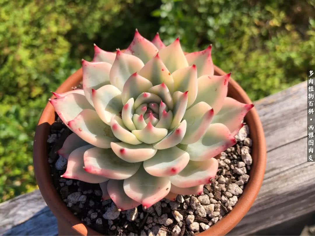 美国多肉,多肉西雅图