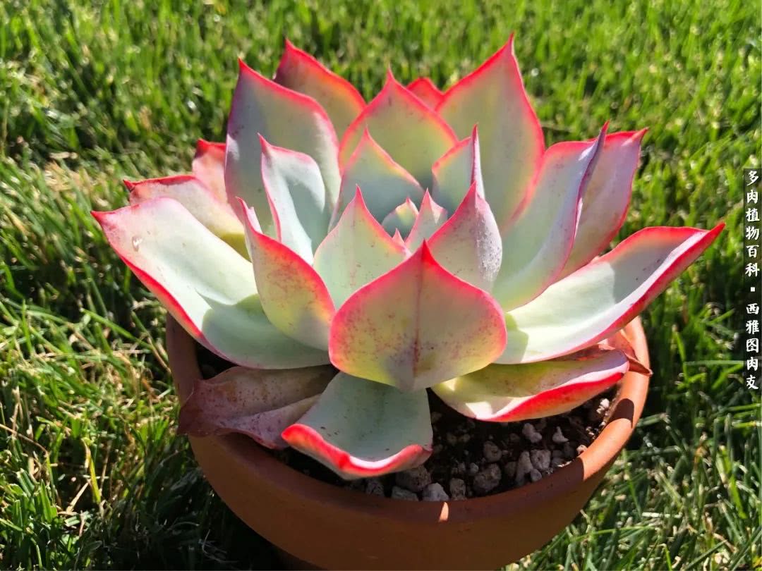 美国多肉,多肉西雅图