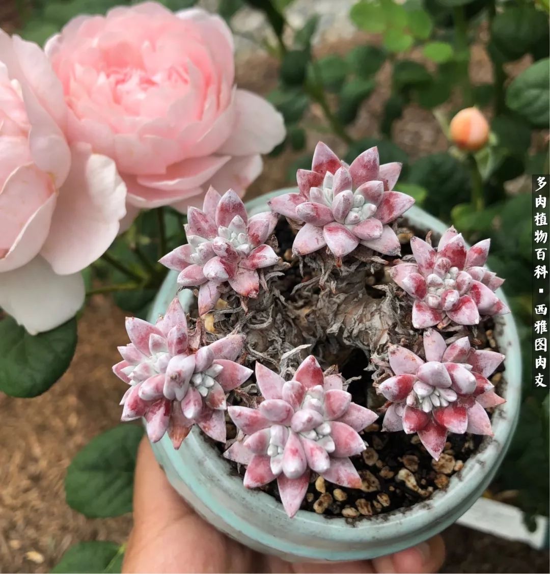 美国多肉,多肉西雅图