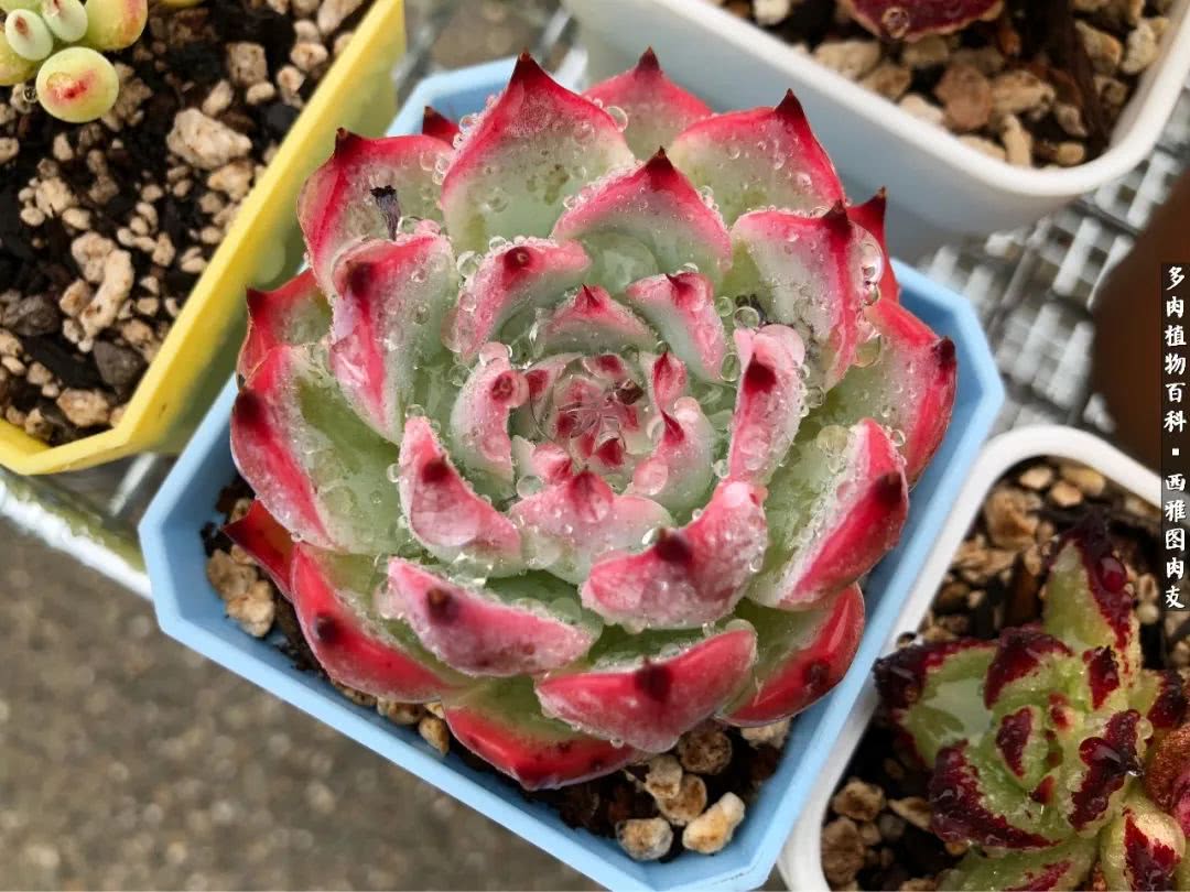 美国多肉,多肉西雅图