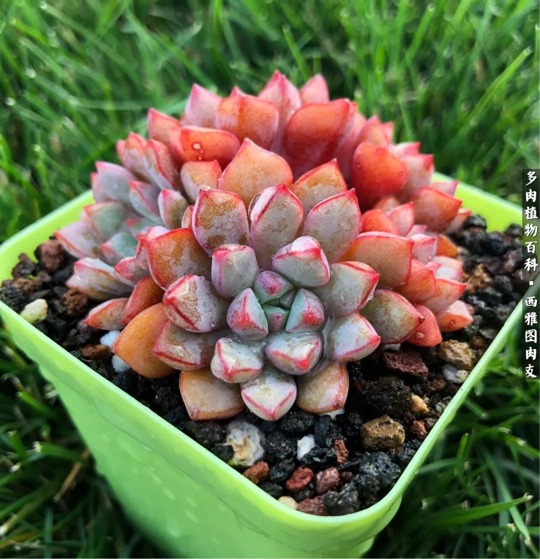 美国多肉,多肉西雅图