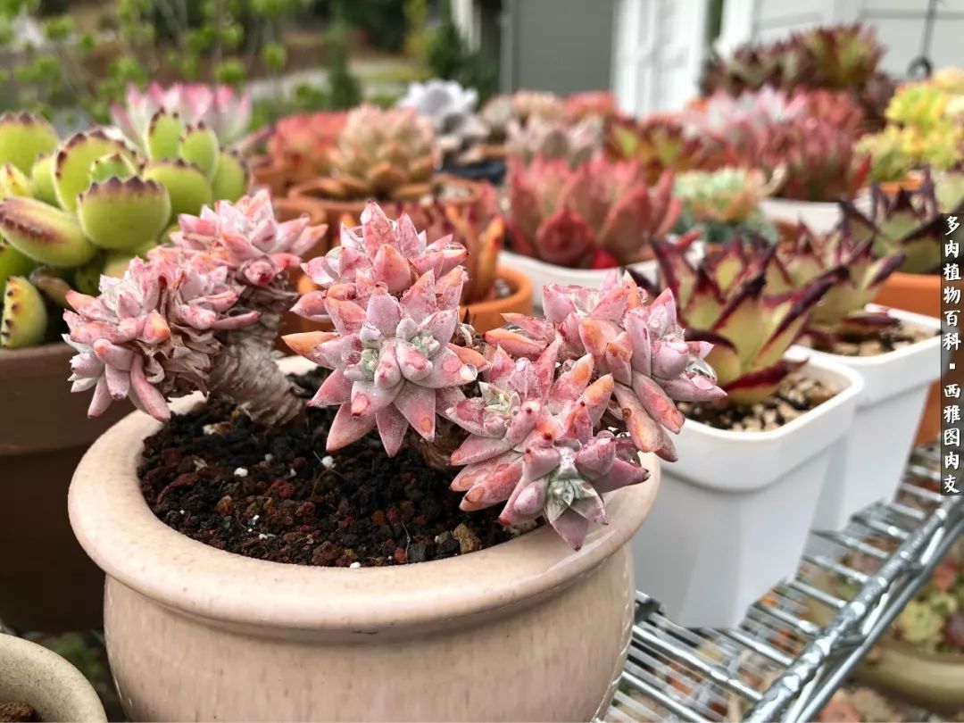 美国多肉,多肉西雅图