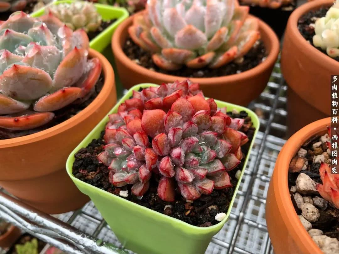 美国多肉,多肉西雅图