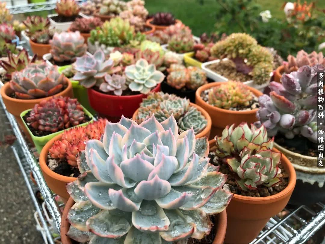 美国多肉,多肉西雅图