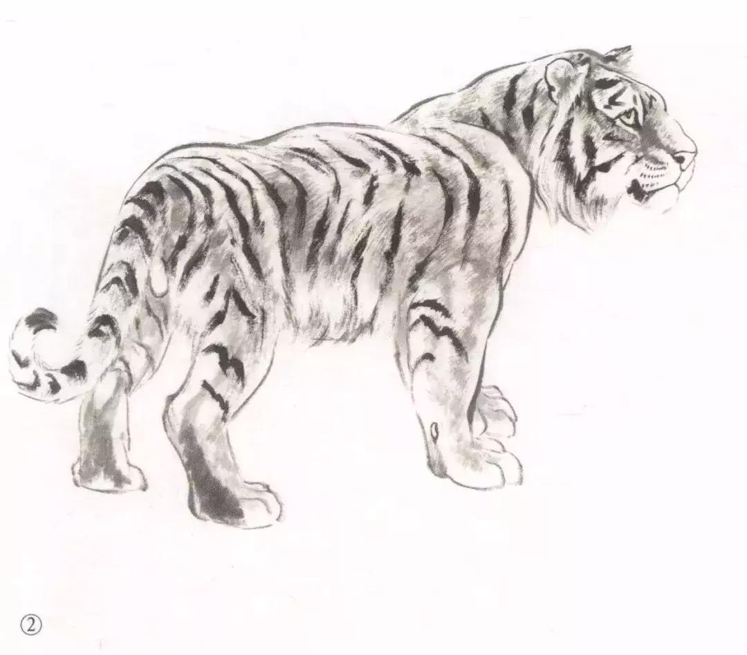 怎样画虎步骤视频,如何画写意老虎