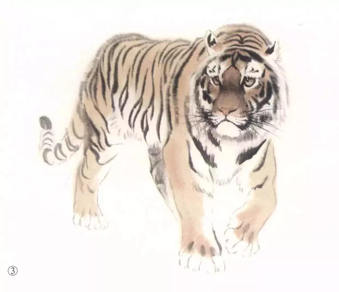 怎样画虎步骤视频,如何画写意老虎