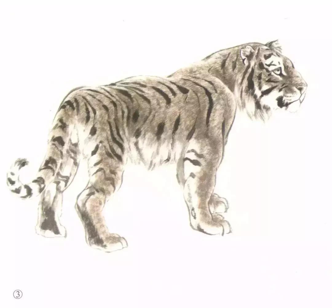 怎样画虎步骤视频,如何画写意老虎