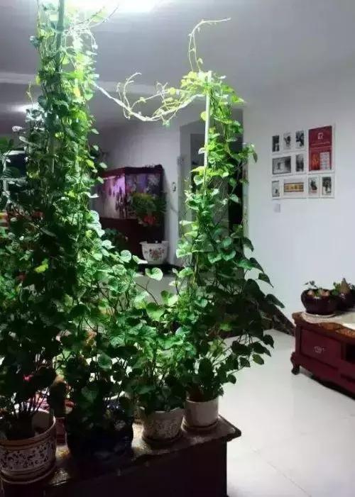 地瓜榕附石盆景造型,地瓜盆景制作过程视频