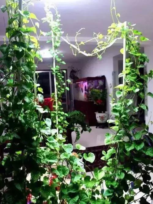 地瓜榕附石盆景造型,地瓜盆景制作过程视频