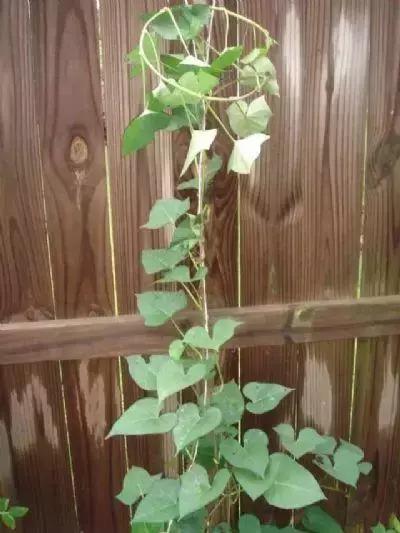 地瓜榕附石盆景造型,地瓜盆景制作过程视频