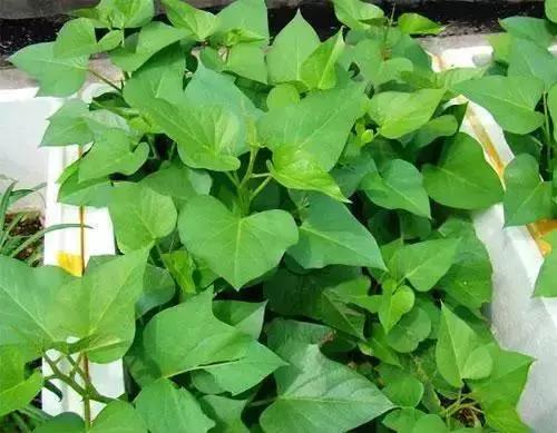 地瓜榕附石盆景造型,地瓜盆景制作过程视频