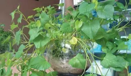 地瓜榕附石盆景造型,地瓜盆景制作过程视频