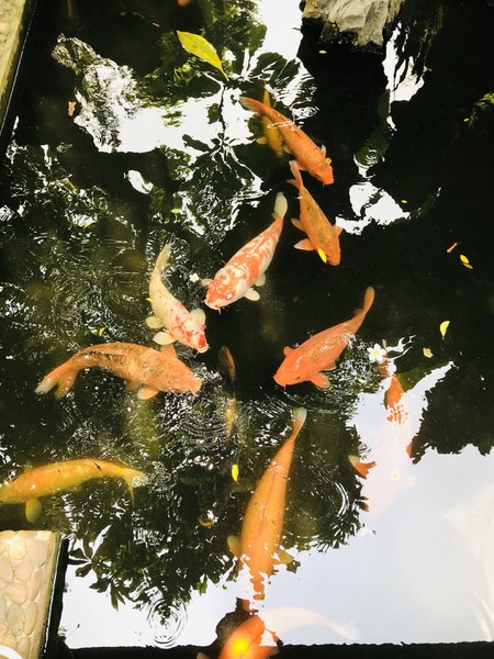 八月,岭南一人行广州-顺德-深圳