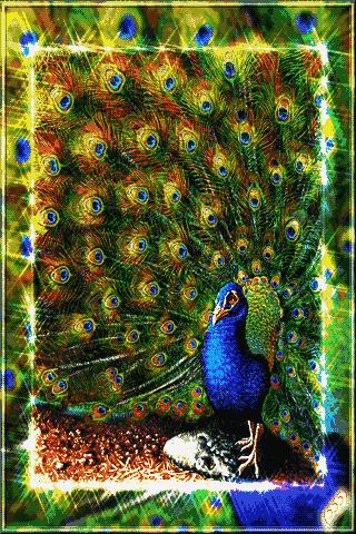 会动的漂亮图片,会动的图片十张