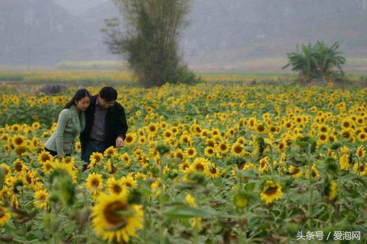 南宁青秀山自驾游从哪个门进入,南宁至张家界自驾游的旅游攻略