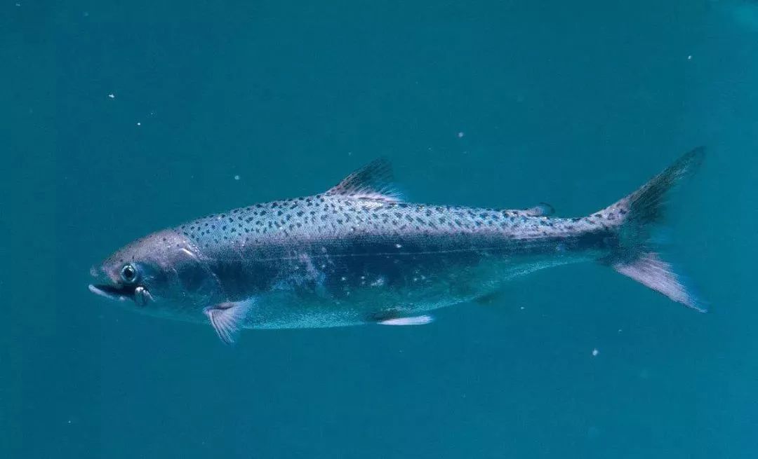 秦岚护肤日常,秦岚的护肤日常