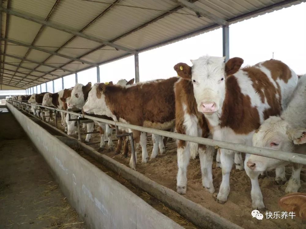 养殖肉牛一头牛的利润大概是多少,养殖肉牛成本利润最全分析