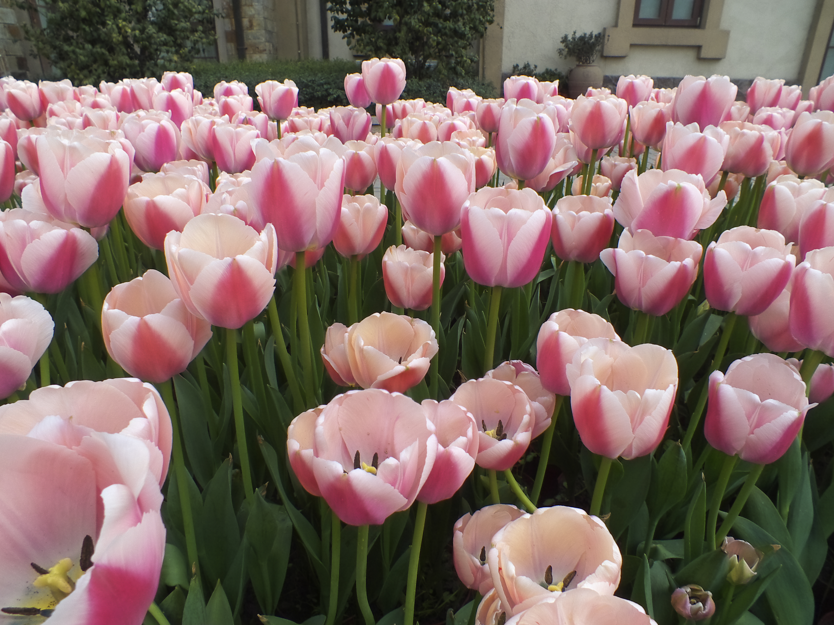 郁金香花语,郁金香花语300字