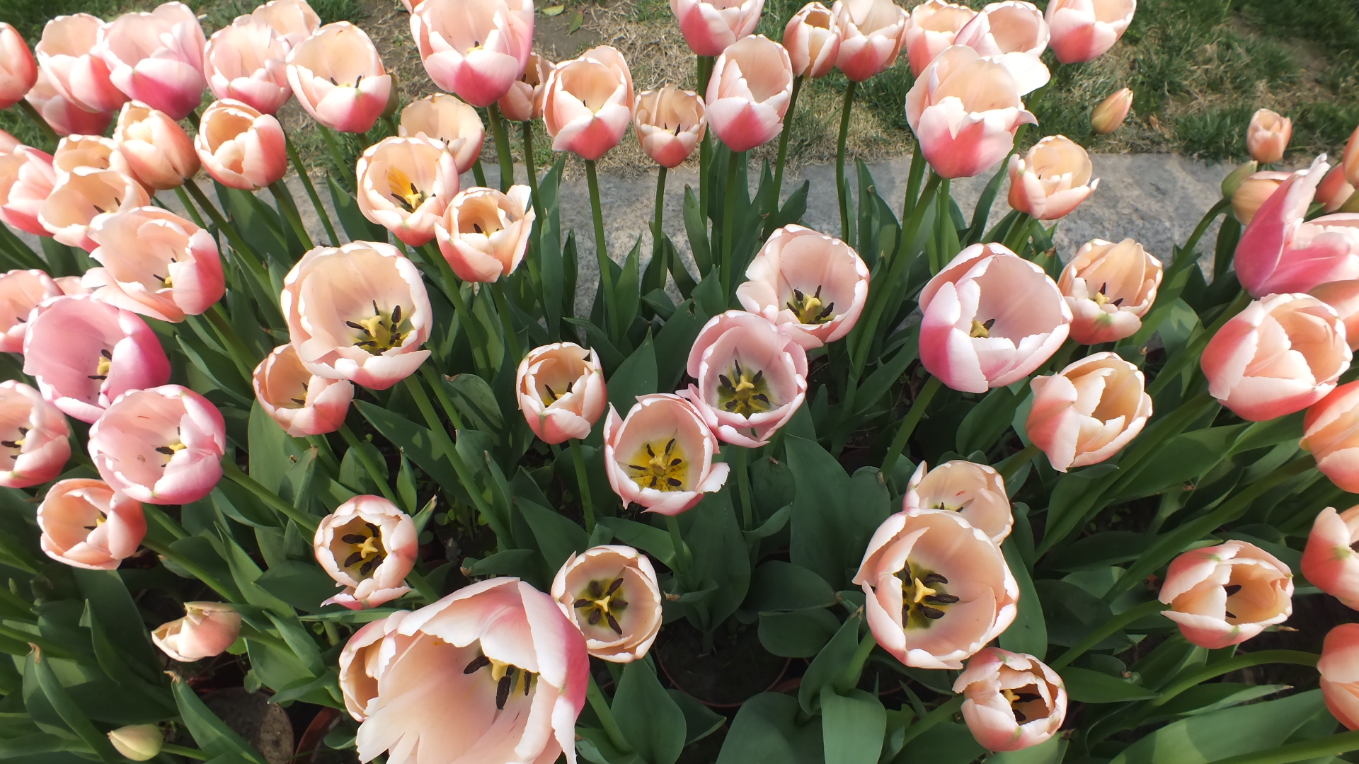 郁金香花语,郁金香花语300字